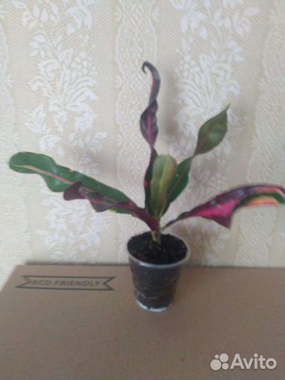 Кодиеум кротон