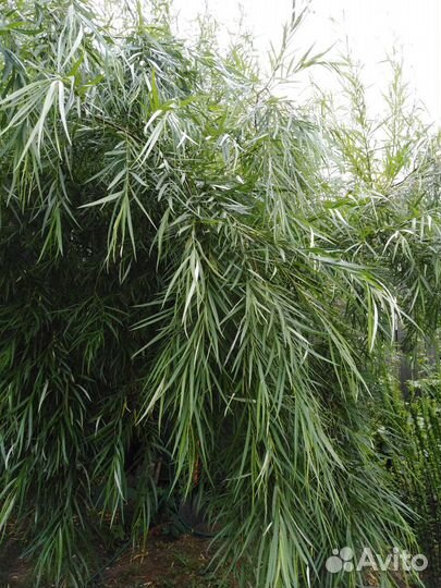 Ива вавилонская