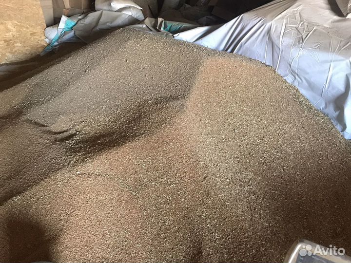 Пшеница кормовая