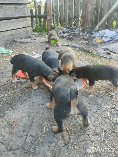 Щенки в добрые руки