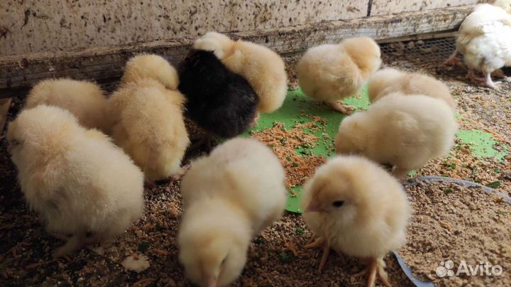 Инкубационное яйцо от кур Фавероль, Цыплята