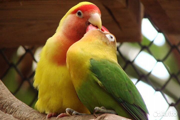 Попугай неразлучники