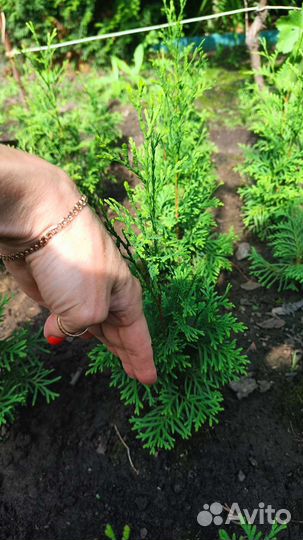 Туя смарагд