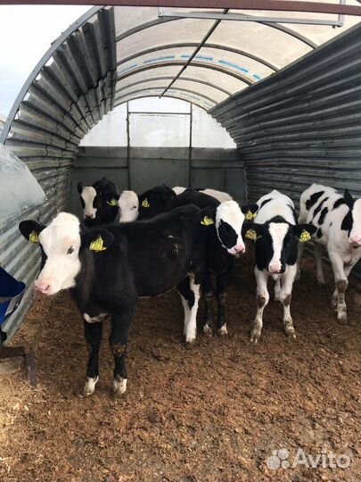 Телята бычки