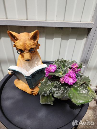 Сортовые фиалки цветущие