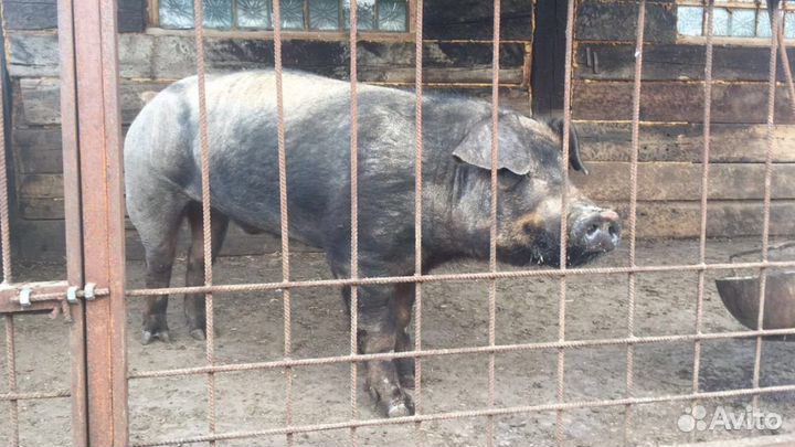 Хряк, чистопородный дюрок