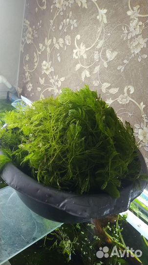 Водоросли для аквариума