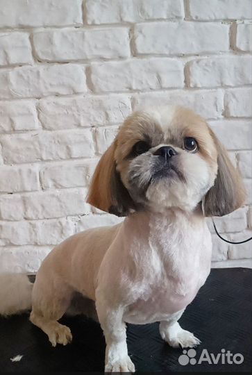 Груминг собак и кошек, УЗ чистка зубов