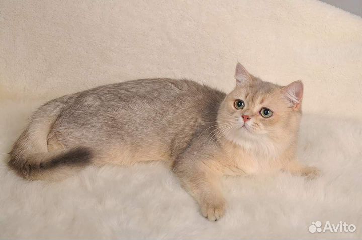 Британская кошка