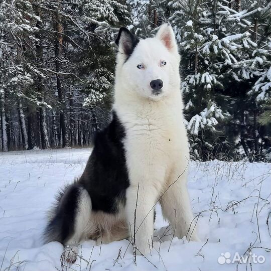 Якутская лайка