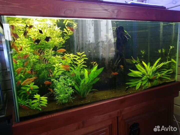 Аквариум