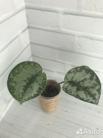 Эпипремнум, филодендрон