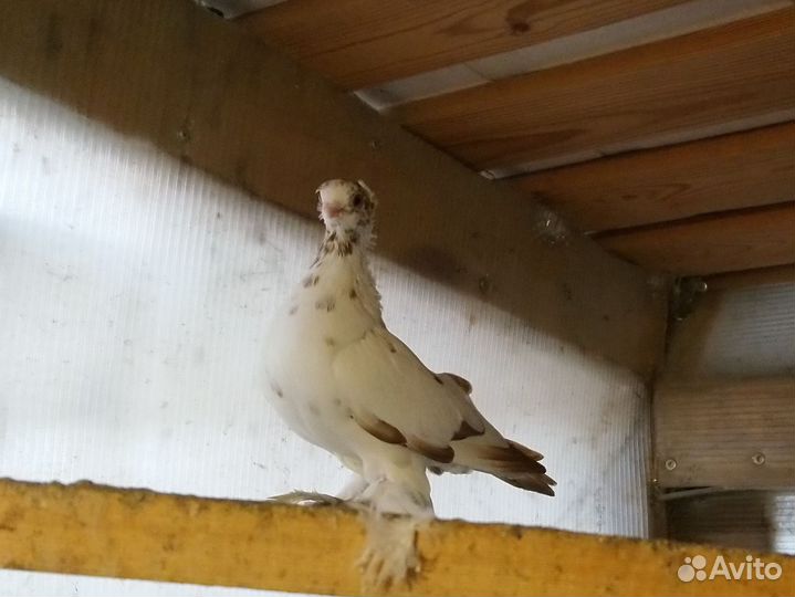 Голуби узбекские