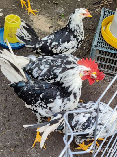 Легорн долматинец инкубационные яйцо