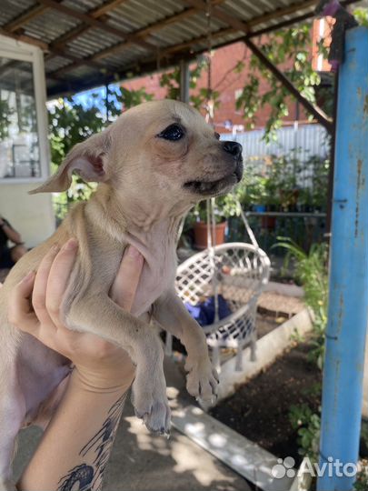 Щенки чихуахуа