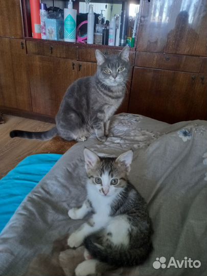 Домашние животные