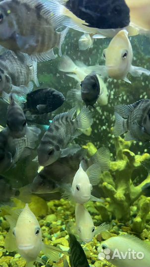 Рыбки цихлиды