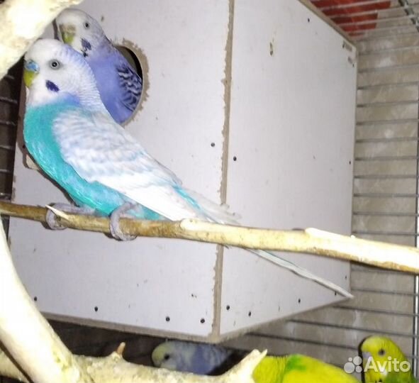 Волнистый попугай домашние