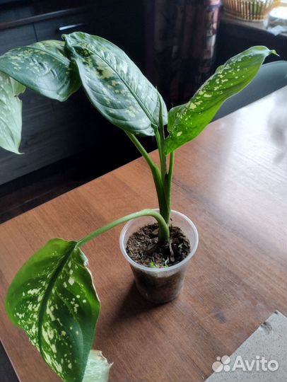 Диффенбахия