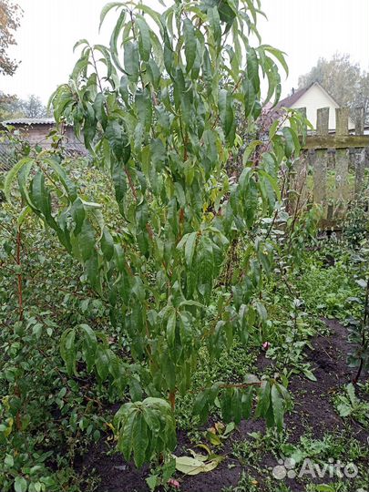 Саженцы персика