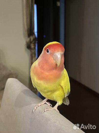 Попугай неразлучник с клеткой