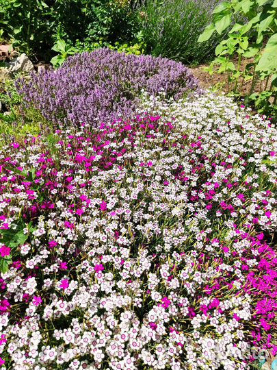 Гвоздика травянка