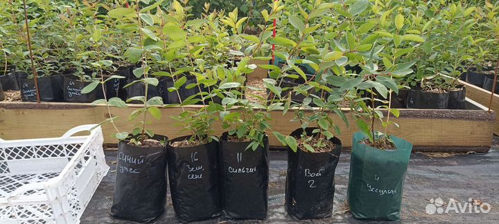 Саженцы жимолости