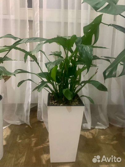 Спатифиллум