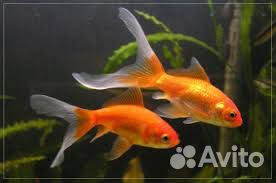 Золотые рыбки