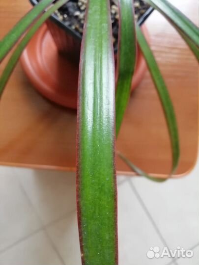 Драцена маргината