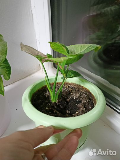 Сингониум пинк флекед