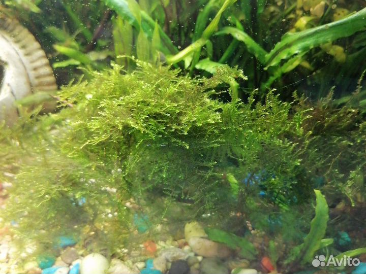 Яванский мох