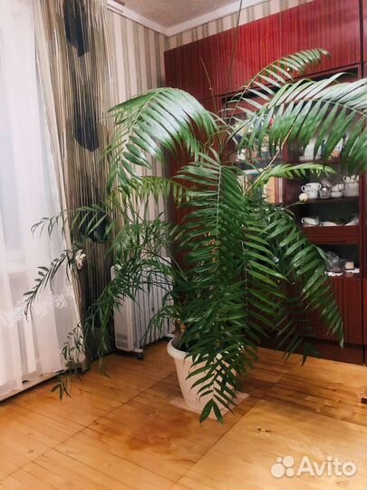 Комнатное растение 