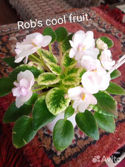 Фиалки детки и черенки