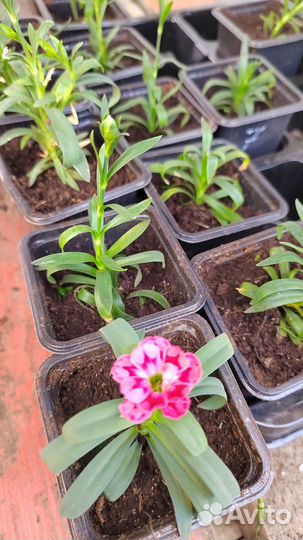 Рассада цветов