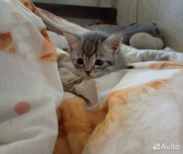 Котята