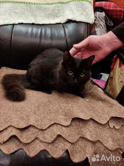 Кошка в добрые руки бесплатно