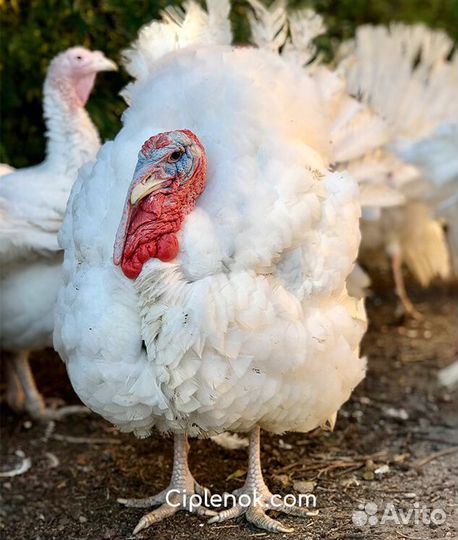 Индюки домашние