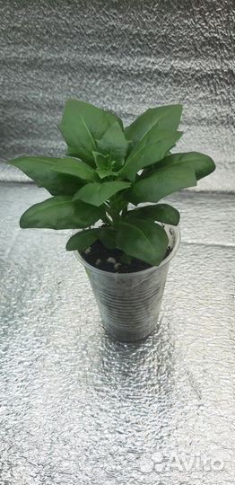 Вегетативный остеоспермум