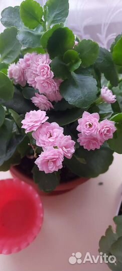 Каланхоэ цветущий