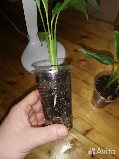 Комнатные растения