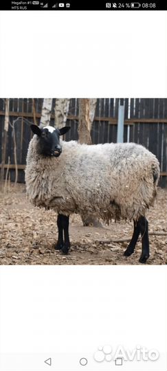 Семья, романовских овец