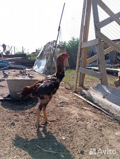 Петух и фазанята