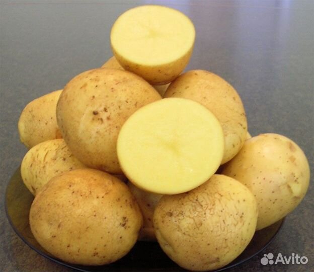 Семенной картофель гала