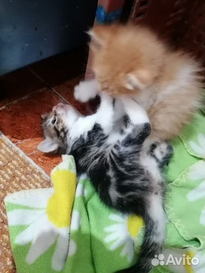 Котята