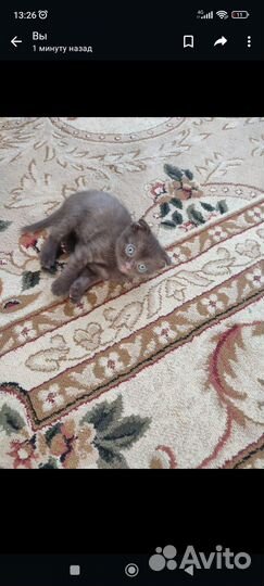 Котёнок Мальчик Британец