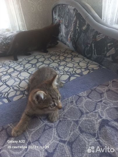 Отдам котят в добрые руки