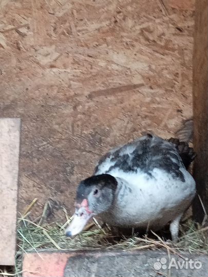 Индоутки и утята