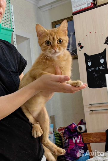 Молодая кошечка