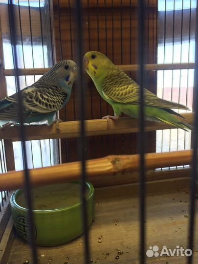 Волнистый попугай